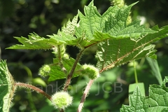 Girardinia diversifolia